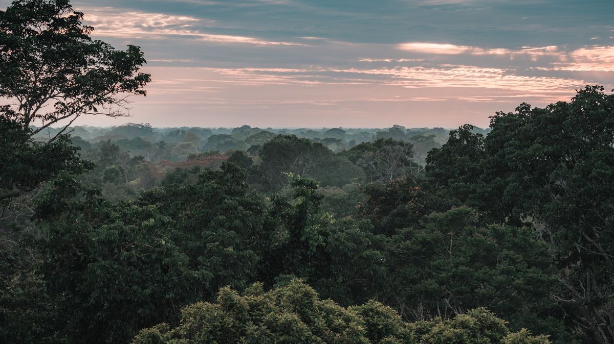 Plíce světa otočené naruby. Vědec vysvětlil, proč Amazonie znečišťuje ovzduší